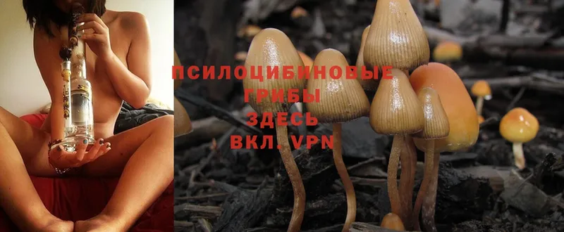 купить наркотик  Биробиджан  Галлюциногенные грибы MAGIC MUSHROOMS 